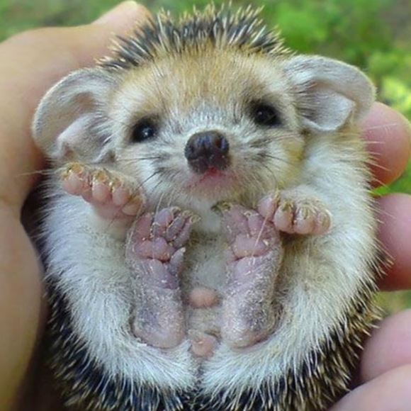 smilelio